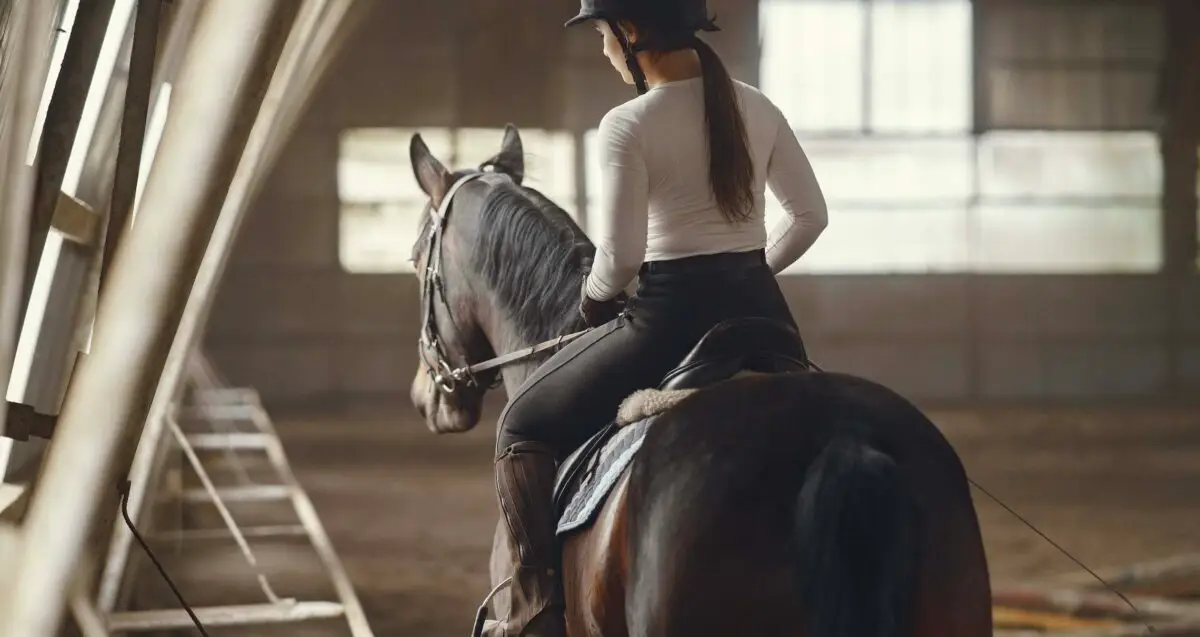 equipement-equestre-bien-etre-animal-innovations