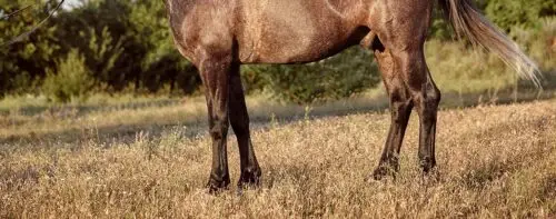 fracture-cheval-traitements-soins-veterinaires