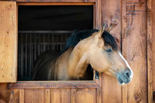 journees-du-cheval-2026-infos-pratiques