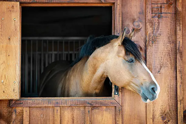 journees-du-cheval-2026-infos-pratiques