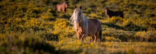 pedagogie-equestre-et-bien-etre-animal