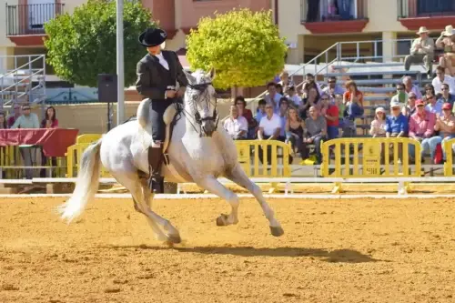 automnales-uzes-2026-disciplines-programme-haras-national