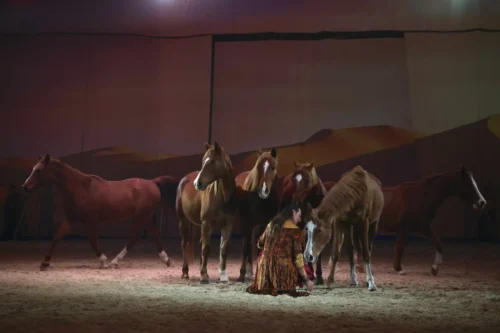 cheval-passion-2027-salon-equestre-avignon-infos
