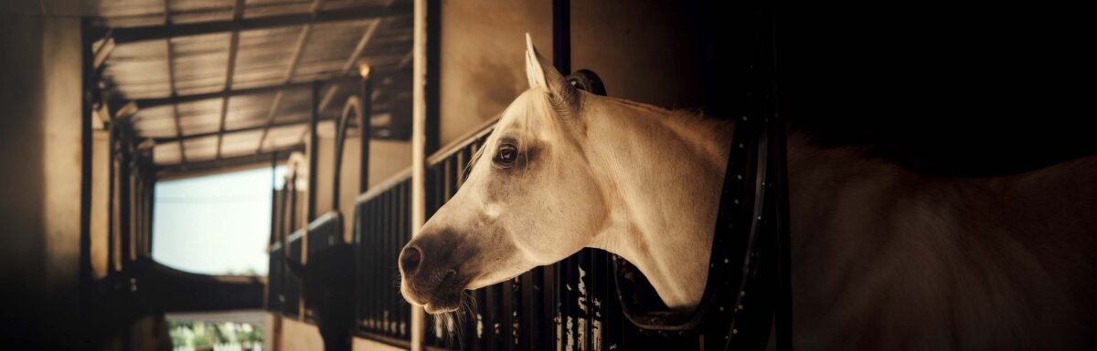 planning-annuel-soins-cheval